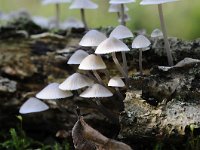 Mycena arcangeliana 3, Bundelmycena, Saxifraga-Luuk Vermeer