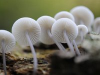 Mycena arcangeliana 4, Bundelmycena, Saxifraga-Luuk Vermeer