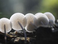 Mycena arcangeliana 5, Bundelmycena, Saxifraga-Luuk Vermeer