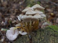Mycena galariculata 23, Helmmycena, Saxifraga-Jan Nijendijk