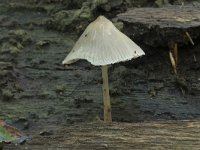 Mycena galericulata 14, Helmmycena, Saxifraga-Willem van Kruijsbergen