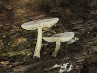 Mycena galericulata 15, Helmmycena, Saxifraga-Willem van Kruijsbergen