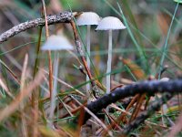 Mycena galopus 15, Melksteelmycena, Saxifraga-Tom Heijnen