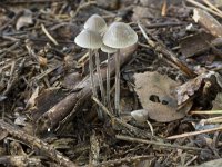 Mycena galopus var galopus 2, Melksteelmycena, Saxifraga-Willem van Kruijsbergen