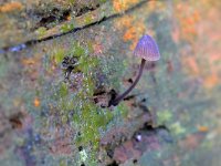 Mycena galopus var nigra 16, Zwarte melksteelmycena, Saxifraga-Tom Heijnen