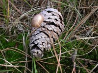 Mycena seynesii