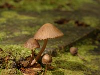 Mycena stipata 1, Bundelchloormycena, Saxifraga-Jan van der Straaten