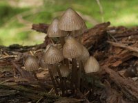 Mycena stipata 3, Bundelchloormycena, Saxifraga-Willem van Kruijsbergen