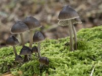 Mycena stipata 4, Bundelchloormycena, Saxifraga-Willem van Kruijsbergen