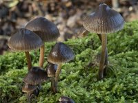 Mycena stipata 6, Bundelchloormycena, Saxifraga-Willem van Kruijsbergen