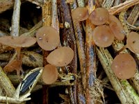 Myriosclerotinia curreyana 1, Russeknolkelkje, Saxifraga-Lucien Rommelaars