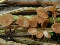 Myriosclerotinia curreyana 2, Russeknolkelkje, Saxifraga-Lucien Rommelaars