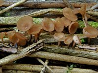 Myriosclerotinia curreyana 3, Russeknolkelkje, Saxifraga-Lucien Rommelaars