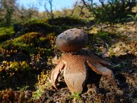 Myriostoma coliforme 1, Peperbus, Saxifraga-Ed Stikvoort