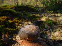 Myriostoma coliforme 2, Peperbus, Saxifraga-Ed Stikvoort