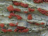 Nectria sinopica 1, Groot klimopmeniezwammetje, Saxifraga-Lucien Rommelaars