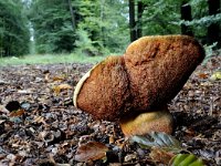 Neoboletus erythropus