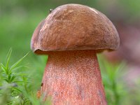 Neoboletus erythropus 2, Gewone heksenboleet, Saxifraga-Luuk Vermeer