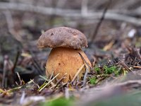 Neoboletus erythropus 5, Gewone heksenboleet, Saxifraga-Luuk Vermeer