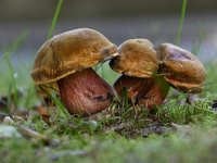 Neoboletus erythropus 6, Gewone heksenboleet, Saxifraga-Luuk Vermeer