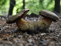 Neoboletus erythropus 8, Gewone heksenboleet, Saxifraga-Luuk Vermeer