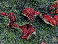 Neonectria coccinea 1, Bloedrood meniezwammetje, Saxifraga-Lucien Rommelaars