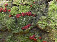 Neonectria coccinea 10, Bloedrood meniezwammetje, Saxifraga-Luuk Vermeer