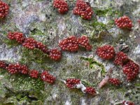 Neonectria coccinea 9, Bloedrood meniezwammetje, Saxifraga-Luuk Vermeer