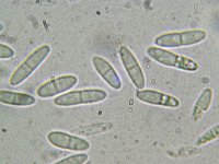 Niptera ramincola 6, Micro, Saxifraga-Lucien Rommelaars