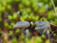 Omphalina chlorocyanea 1, Blauwgroen trechtertje, Saxifraga-Hans Dekker