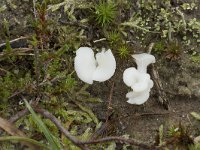 Omphalina mutila 1, Wit heidetrechtertje, Saxifraga-Willem van Kruijsbergen