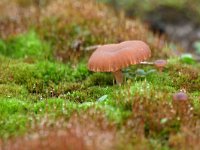 Omphalina pyxidata 1, Roodbruin trechtertje, Saxifraga-Tom Heijnen