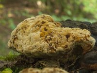 Osmoporus odoratus 8, Korianderzwam, Saxifraga-Willem van Kruijsbergen