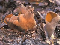 Otidea bufonia, Toads Ear