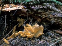 Otidea leporina, Yellow Rabbit Ears