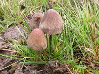 Panaeolus papilionaceus 1, Franjevlekplaat, Saxifraga-Peter Meininger