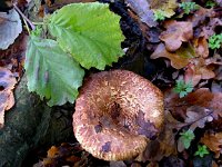 Paxillus filamentosus