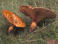 Paxillus involutus 1, Gewone krulzoom, Saxifraga-Jan van der Straten