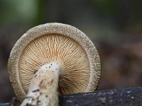 Paxillus involutus 3, Gewone krulzoom, Saxifraga-Luuk Vermeer