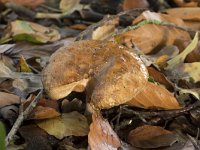 Paxillus involutus 6, Gewone krulzoom, Saxifraga-Willem van Kruijsbergen