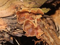 Peziza varia 5, Grote houtbekerzwam, Saxifraga-Foto Fitis-Sytske Dijksen
