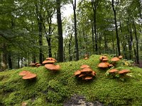 Phaeolepiota aurea 1, Goudhoed, Saxifraga-Luuk Vermeer