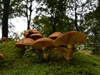 Phaeolepiota aurea 3, Goudhoed, Saxifraga-Luuk Vermeer