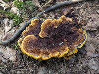 Velvet-top fungus (Phaeolus schweinitzii)  Velvet-top fungus (Phaeolus schweinitzii) : Phaeolus schweinitzii, velvet-top fungus, dyer's polypore, dyer's mazegill, fungus, yellow, brown, black, nature, natural, summer, summertime, fall, autumn, outside, outdoor, outdoors, no people, nobody