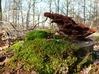 Phaeolus schweinitzii 21, Dennenvoetzwam, Saxifraga-Tom Heijnen