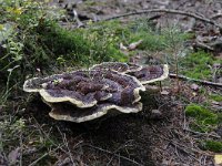 Phaeolus schweinitzii 5, Dennenvoetzwam, Saxifraga-Luuk Vermeer