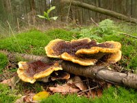 Phaeolus schweinitzii 9, Dennenvoetzwam, Saxifraga-Luuk Vermeer