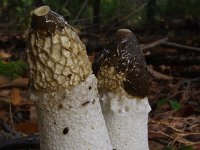 Phallus impudicus, Stinkhorn