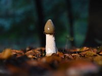 Phallus impudicus 12, Grote stinkzwam, Saxifraga-Luuk Vermeer