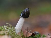 Phallus impudicus 14, Grote stinkzwam, Saxifraga-Luuk Vermeer